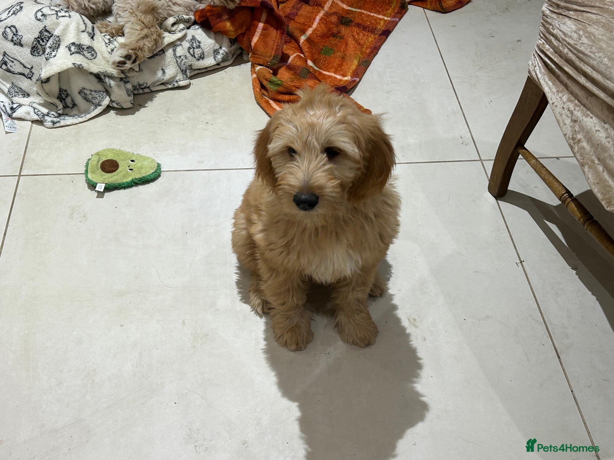 Goldendoodle dogs Multigen Double Doodle - Advert 2