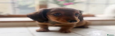 Miniature Dachshund 4