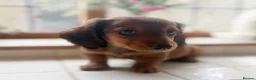 Miniature Dachshund dogs for sale: Stunning Miniature Dachshunds  - Advert 11