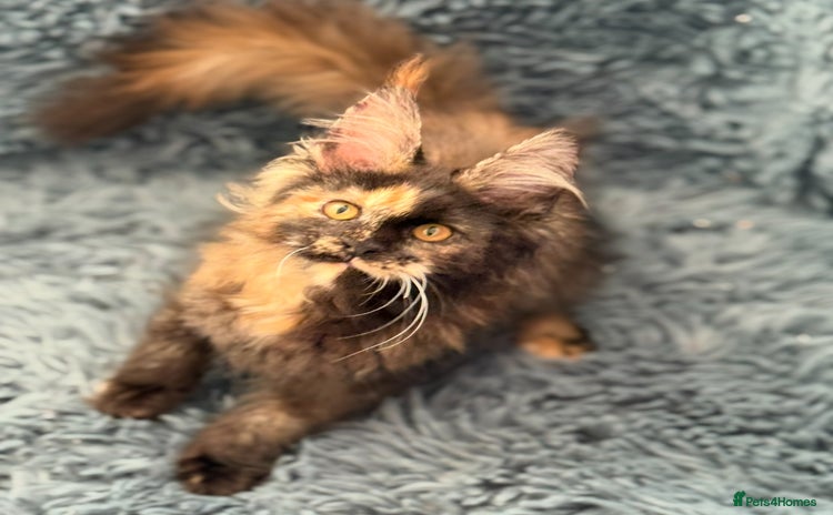 Maine Coon cats - Advert 3