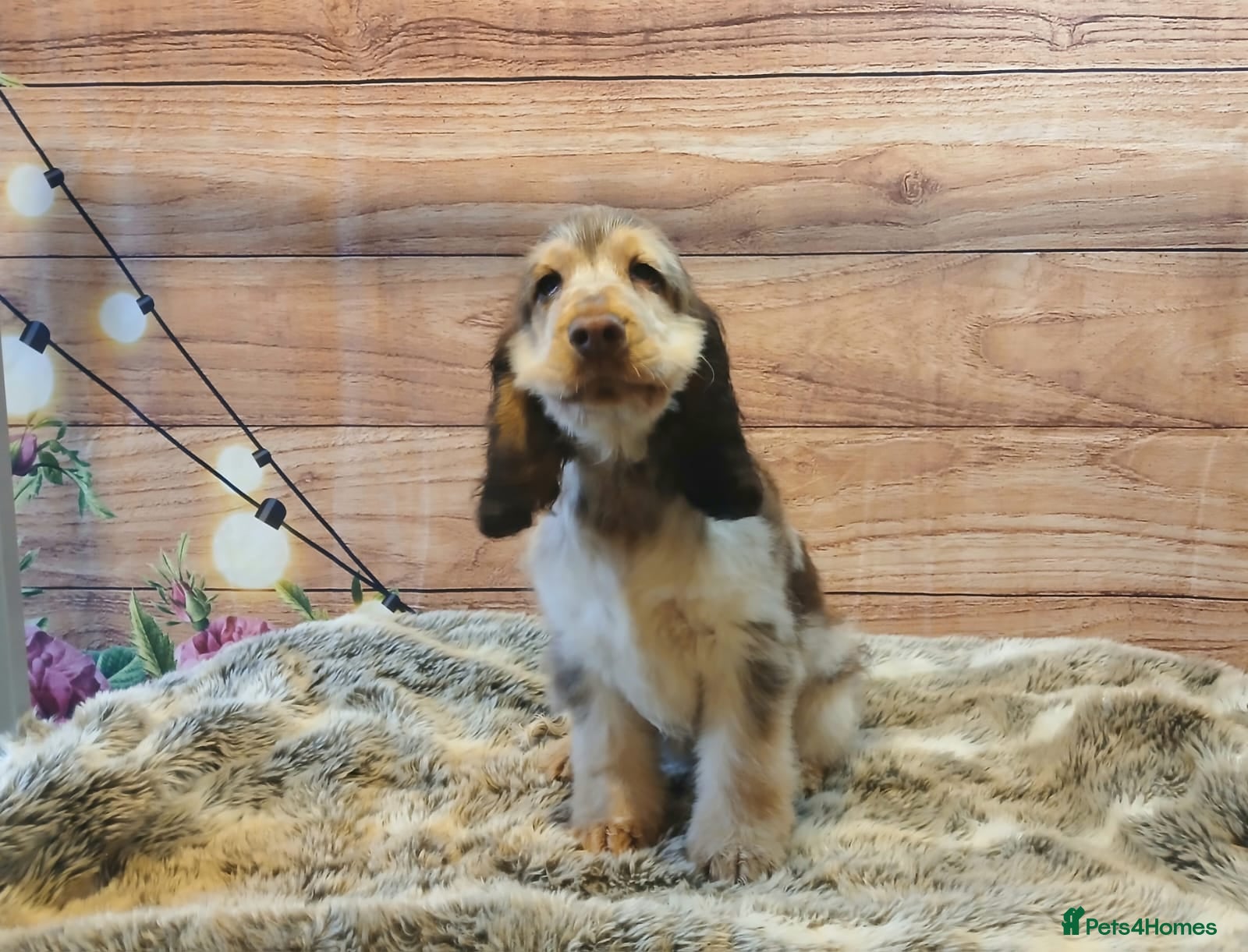 Cocker Spaniel dogs Adorable young Cocker Spaniel girl - Advert 1