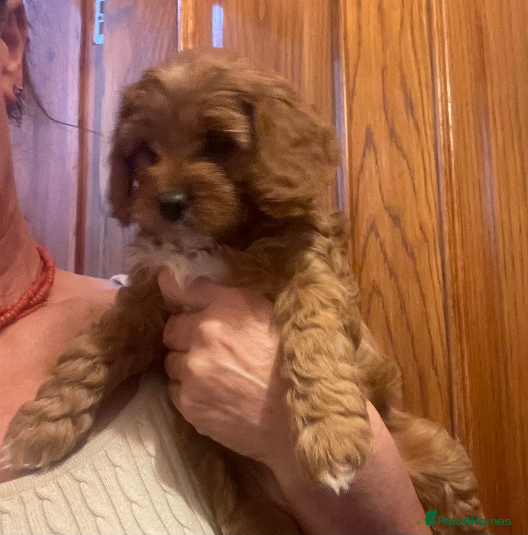 Cavapoo dogs Cavapoooo f1  - Advert 2