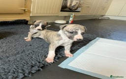 Whippet dogs for sale: Beautiful KC Whippet pups 5 boys - Image 26