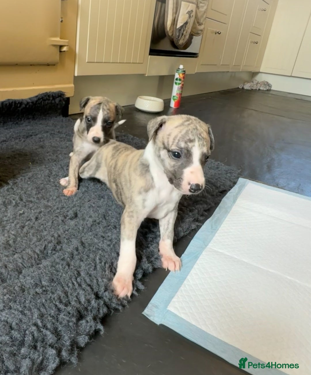 Whippet dogs for sale: Beautiful KC Whippet pups 5 boys - Image 26