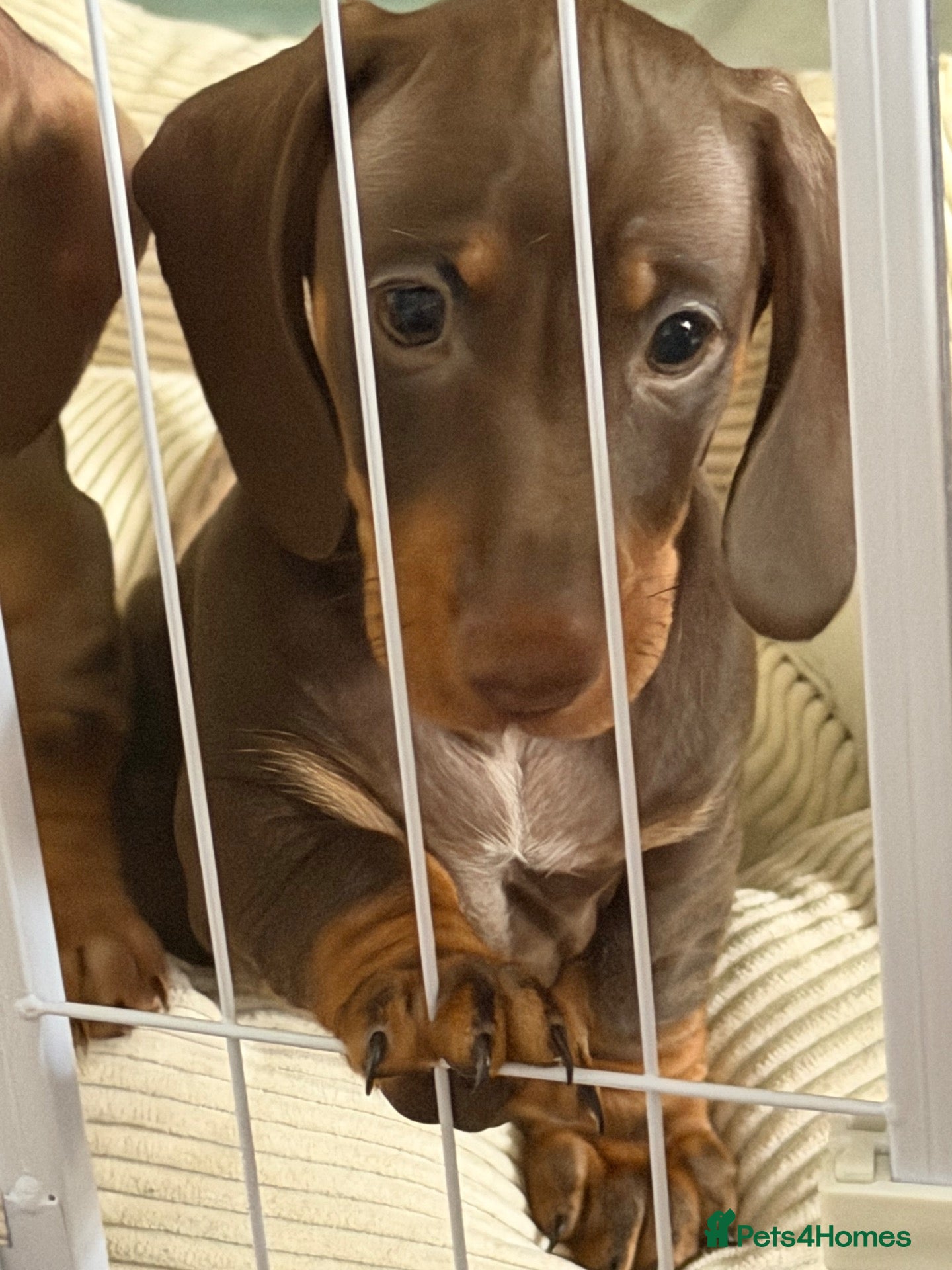 Dachshund dogs Last chunky male puppy - Advert 7