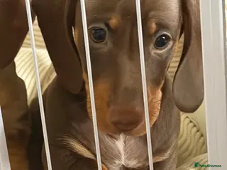 Dachshund dogs Last chunky male puppy - Advert 7