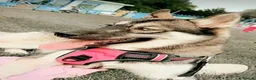 Siberian Husky dogs for sale: Stunning siberian husky puppies  in Dunstable - Advert 2