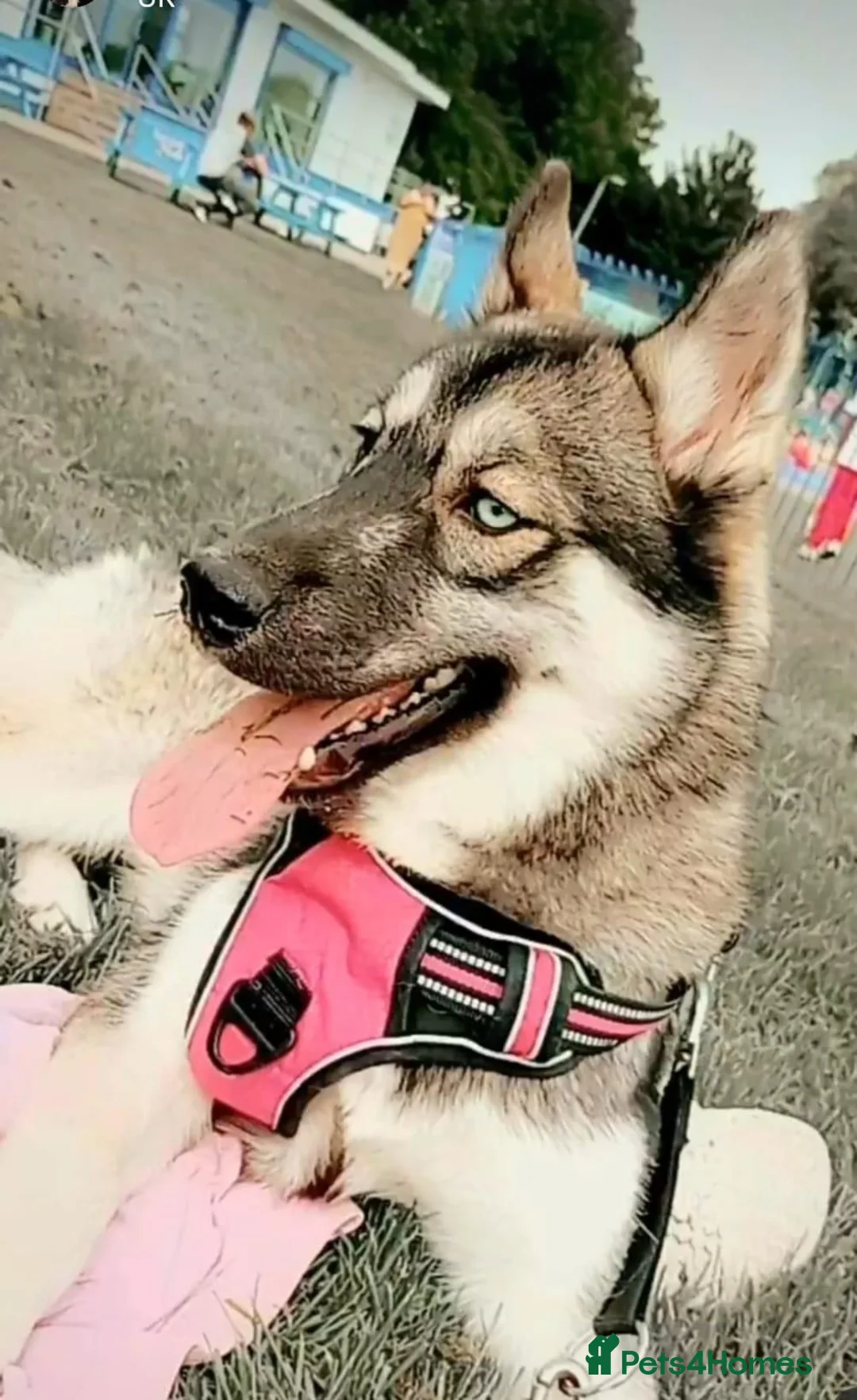 Siberian Husky dogs for sale: Stunning siberian husky puppies  in Dunstable - Advert 2