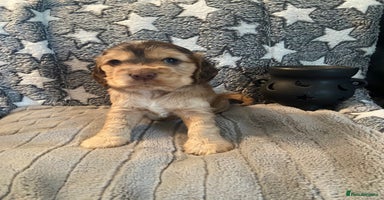 Cocker Spaniel dogs - Advert 11