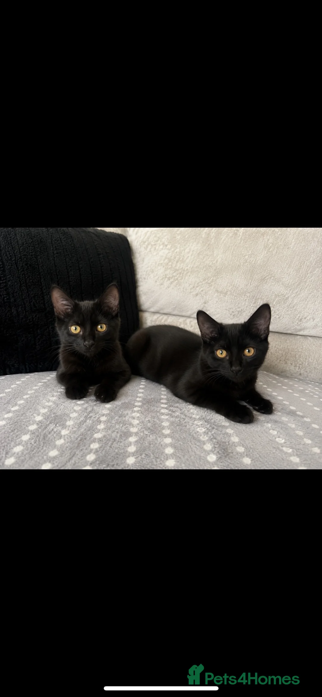 Domestic Shorthair cats for sale: Male kittens to go together 🐈‍⬛ 🐈‍⬛  - Advert 1