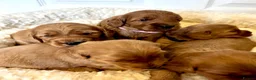 Cockapoo dogs for sale: Gorgeous F1 PRA clear Toy Cockapoo puppies - Advert 36