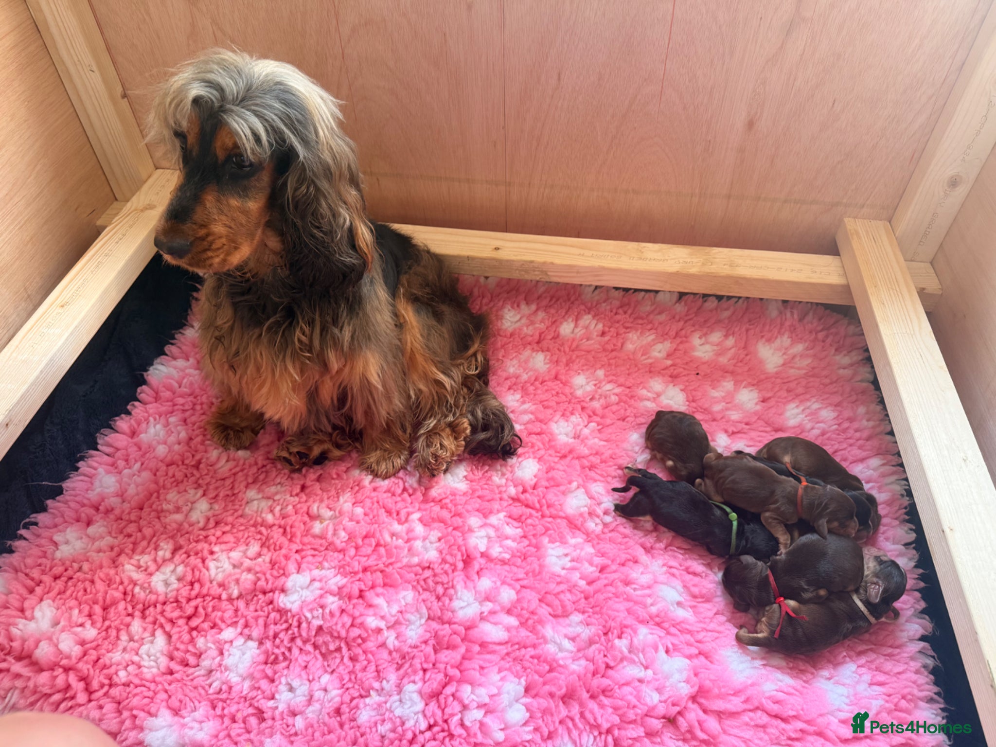 Cocker Spaniel dogs Outstanding KC registered Cocker Spaniel Puppies  - Advert 1