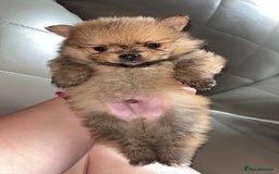 Pomeranian dogs for sale: Pomeranian  - Image 12