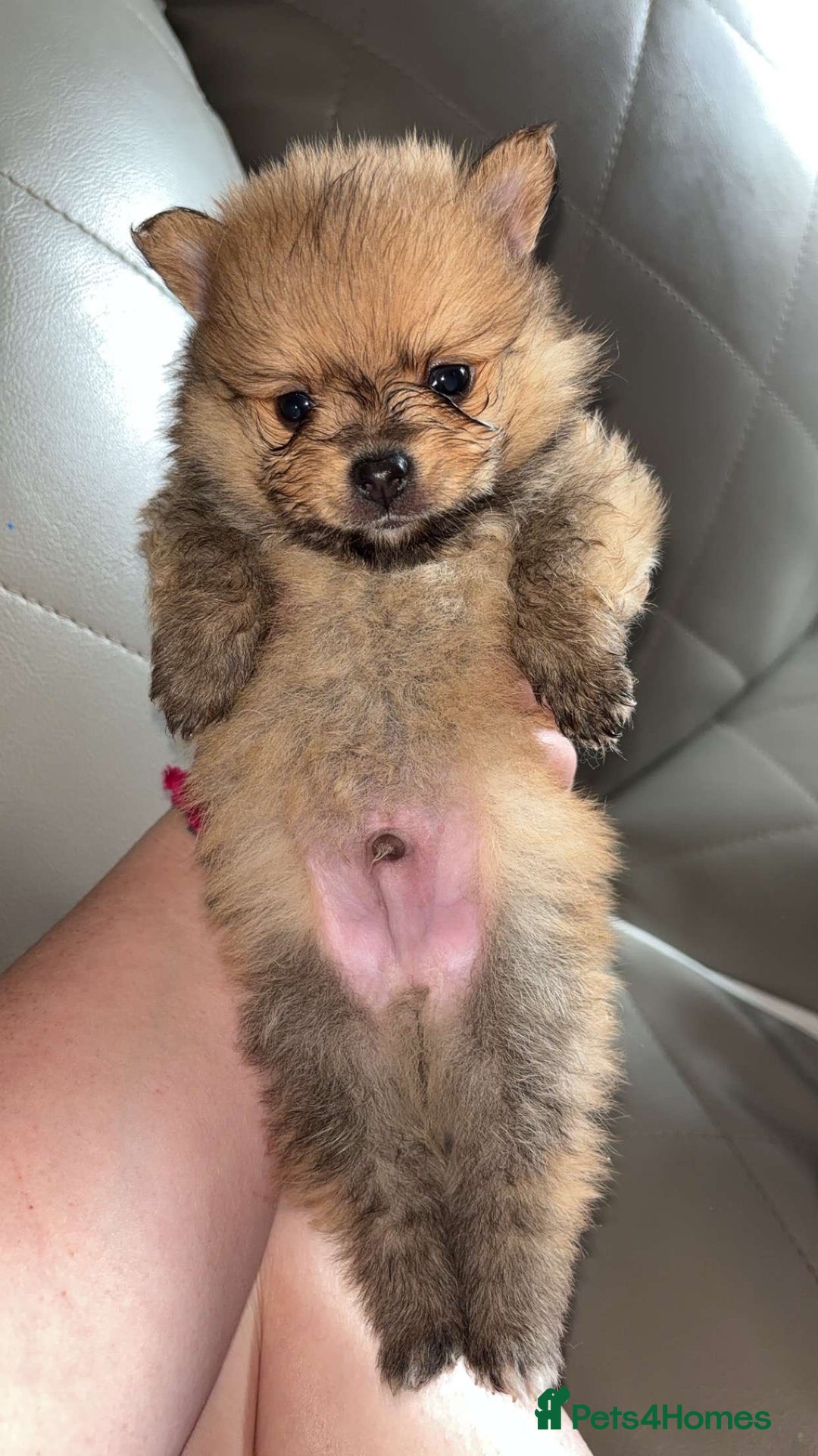 Pomeranian dogs for sale: Pomeranian  - Image 12