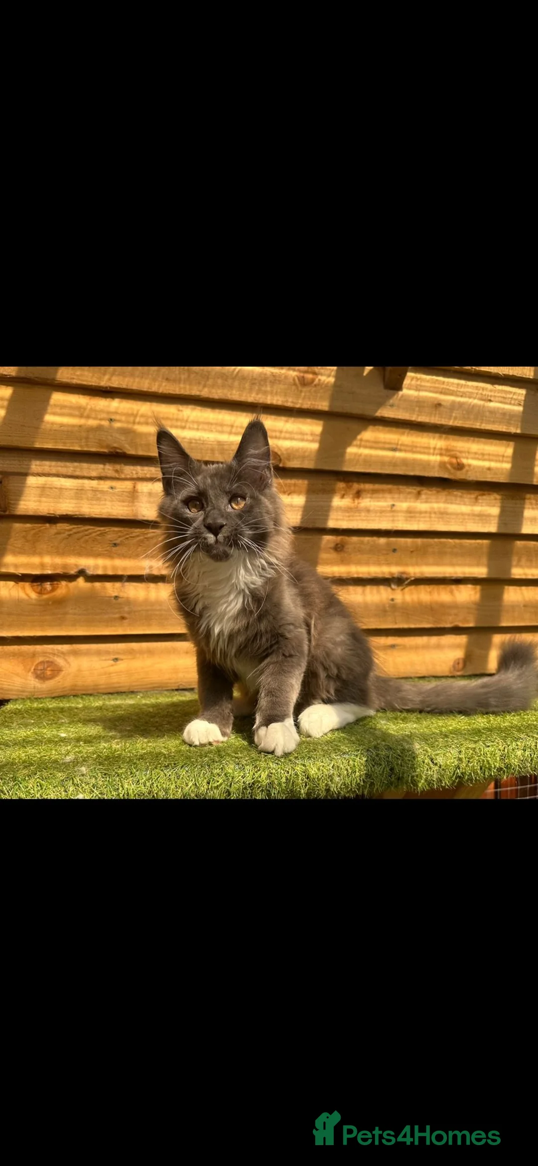 Maine Coon cats for stud: Dual registered Champion winner Maine coon stud in Manningtree - Advert 19
