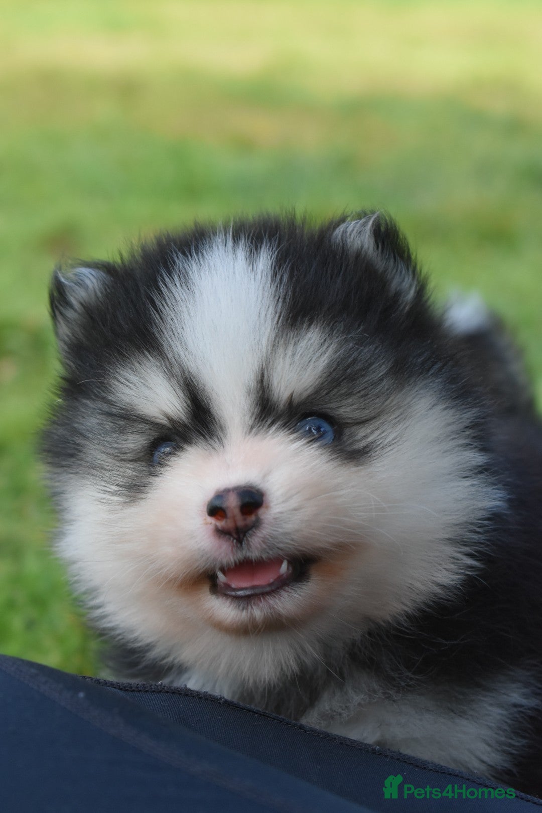 Pomsky dogs for sale: Genuine Toy Size Pomskies - Image 14