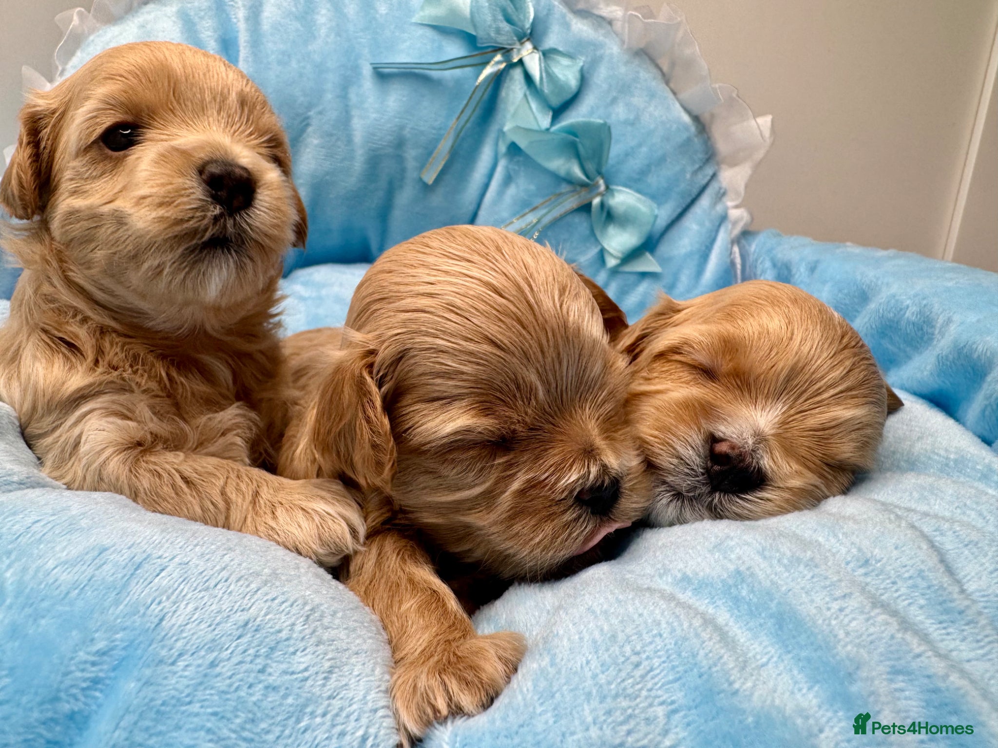 Maltipoo dogs F1 Asian Poodle x Korean Maltese. Maltipoo boys  - Advert 1