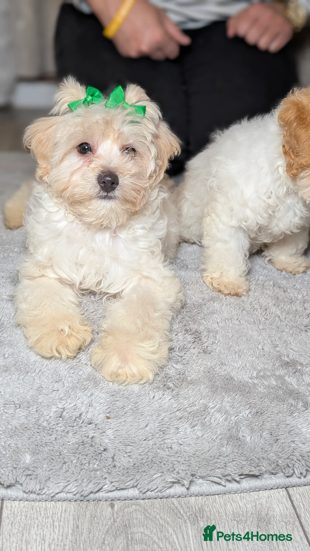 Maltipoo dogs for sale: Olivia M - Advert 7
