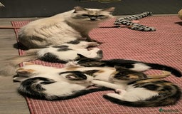 Mixed Breed cats for sale: Mix Ragdoll /Domestic cat  - Image 5