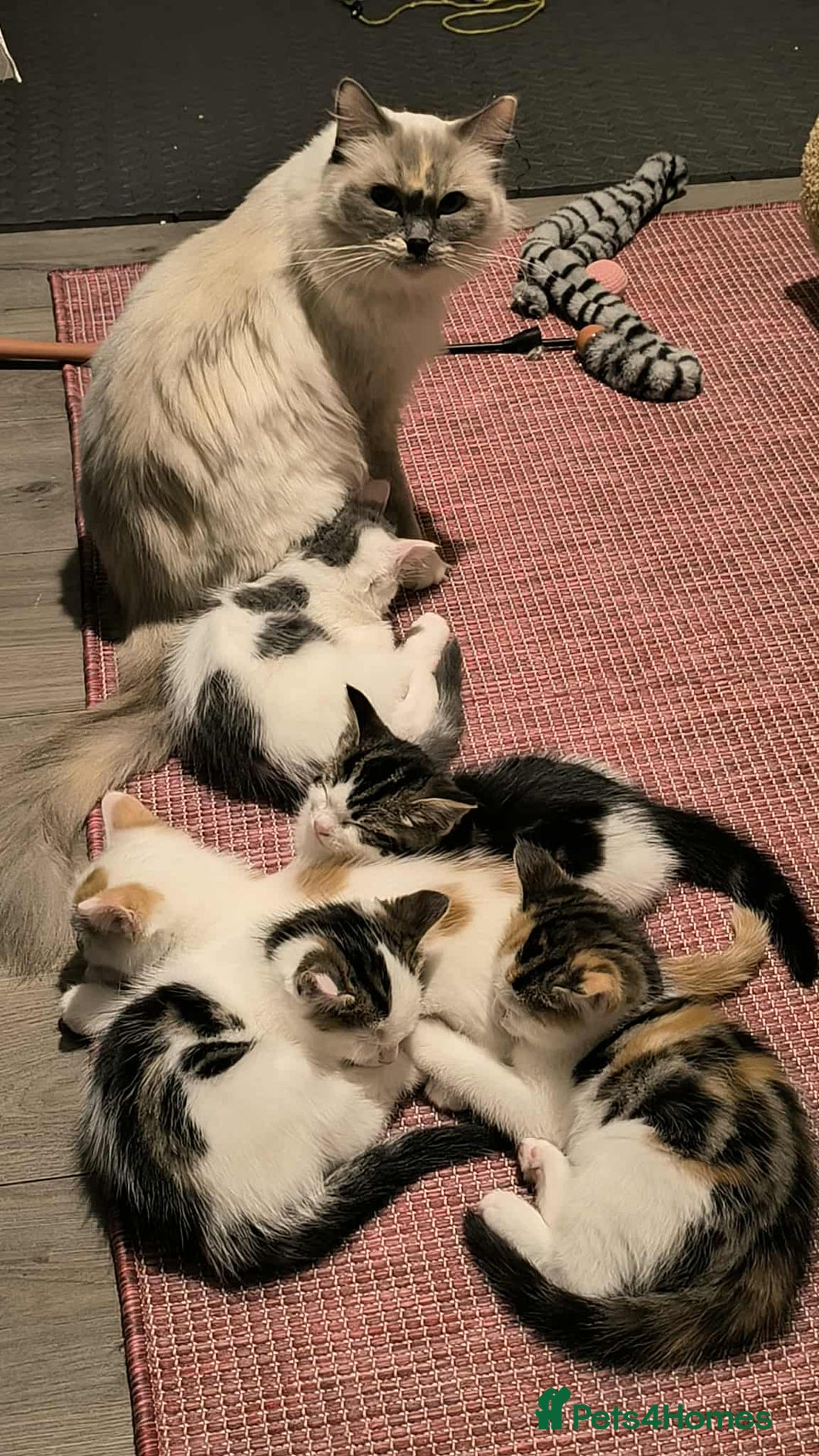 Mixed Breed cats for sale: Mix Ragdoll /Domestic cat  - Image 5