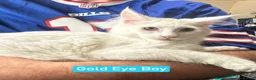 Maine Coon cats for sale: White Maine Coon Boy Kittens Ready NOW.  - Advert 2