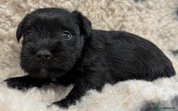 Miniature Schnauzer dogs for sale: Miniature schnauzers pups - Image 27