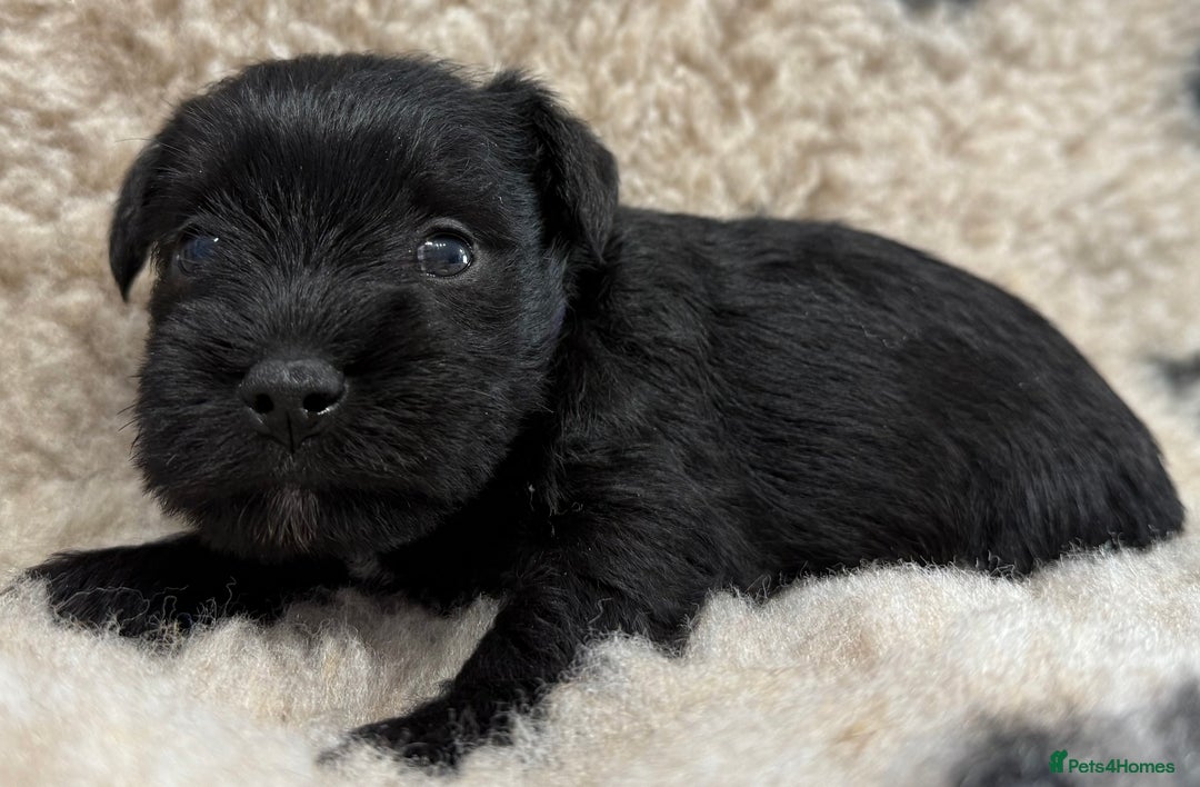 Miniature Schnauzer dogs for sale: Miniature schnauzers pups - Image 27