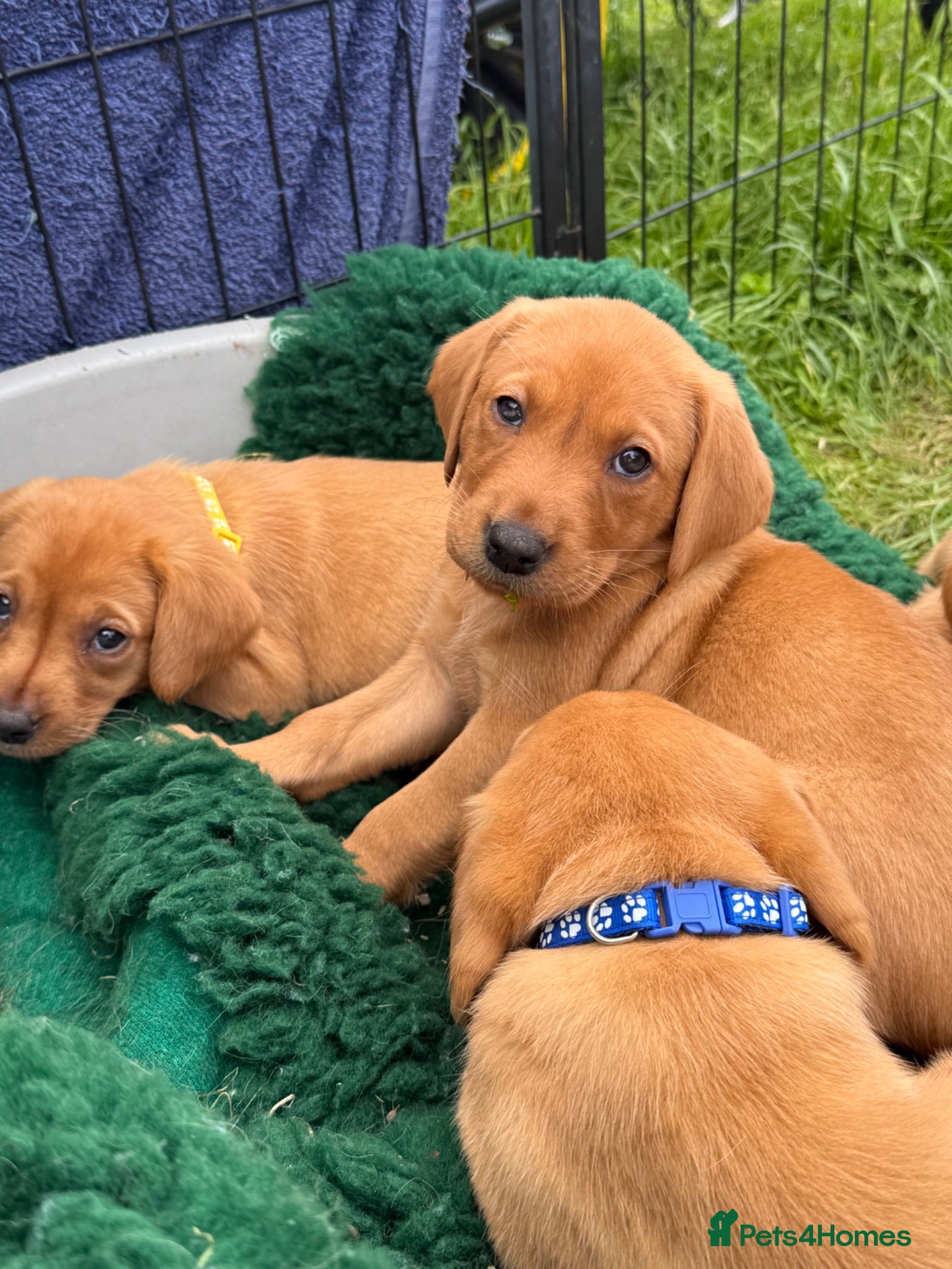 Labrador Retriever dogs Health Tested Labrador Puppies For Sale  - Advert 1