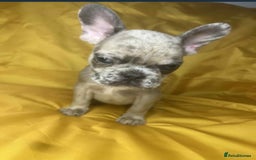 French Bulldog dogs for sale: 🐾 French Bulldog Puppies for Sale - Image 9