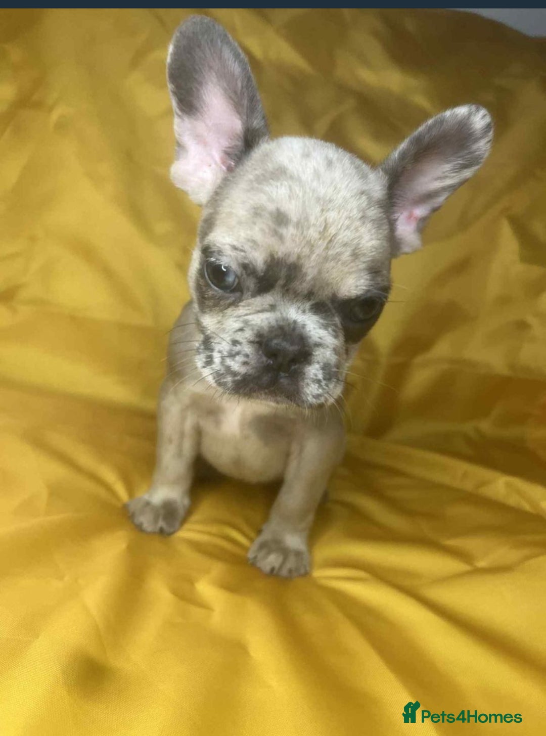French Bulldog dogs for sale: 🐾 French Bulldog Puppies for Sale - Image 9