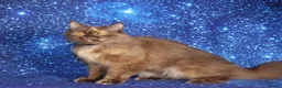 British Shorthair cats for sale: Retired British Shorthair/Longhaired females - Advert 10