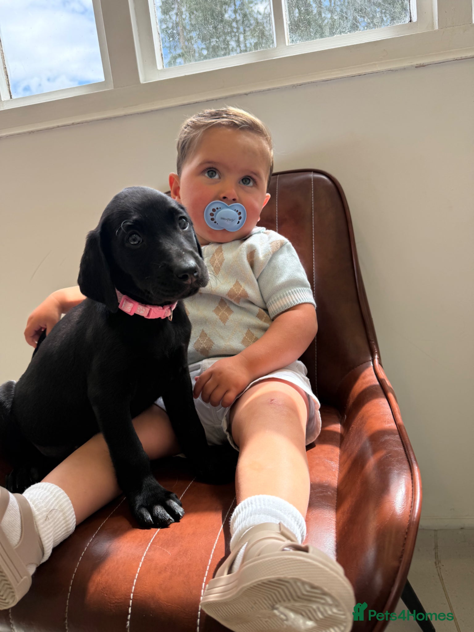 Labrador Retriever dogs Beautiful chunky black Labrador puppies  - Advert 8