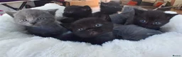 Mixed Breed cats for sale: Beautiful Mixed Breed British Short Hair Kittens - Advert 1