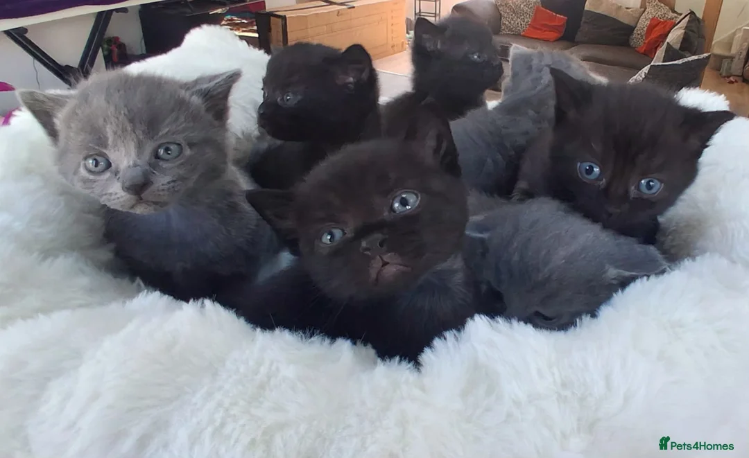 Mixed Breed cats for sale: Beautiful Mixed Breed British Short Hair Kittens - Advert 1