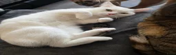 Mixed Breed cats for sale: 2 Female bonded pair  in Coventry - Advert 3