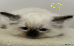 Ragdoll cats for sale: Pure Ragdoll Kittens *Ready for their new home* - Image 7