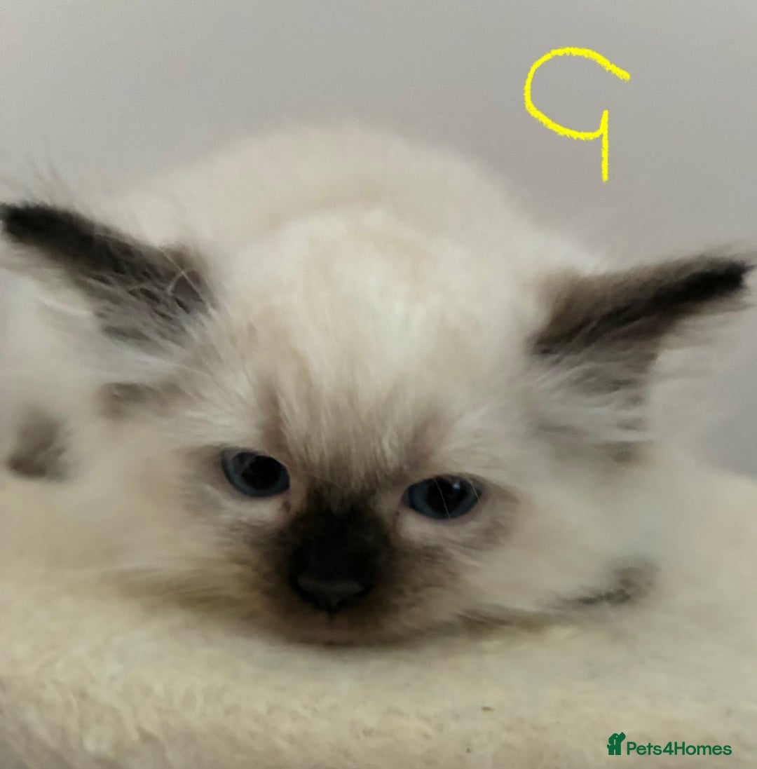 Ragdoll cats for sale: Pure Ragdoll Kittens *Ready for their new home* - Image 7