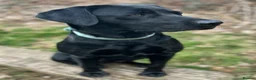 Labrador Retriever dogs for sale: Working and Family  - Advert 9