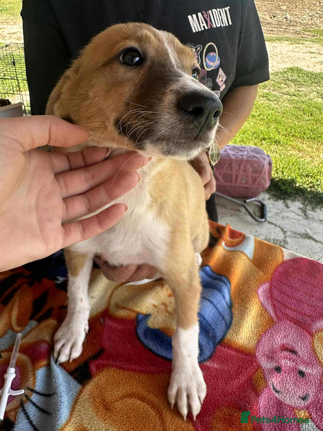 Mixed Breed dogs for adoption: Heidy for adoption - Image 4