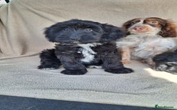 Cockapoo dogs for sale: Health tested show type cockapoo pups, fully vac.  - Image 1