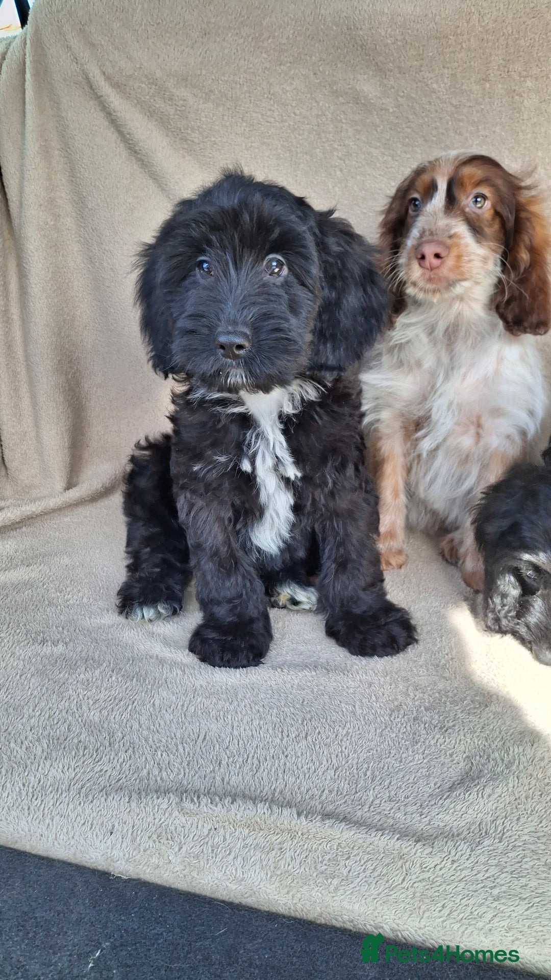 Cockapoo dogs for sale: Health tested show type cockapoo pups, fully vac.  - Image 1