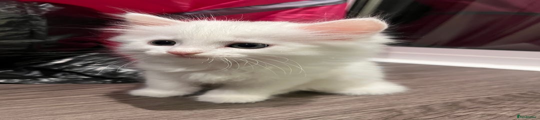 White fluffy kitten