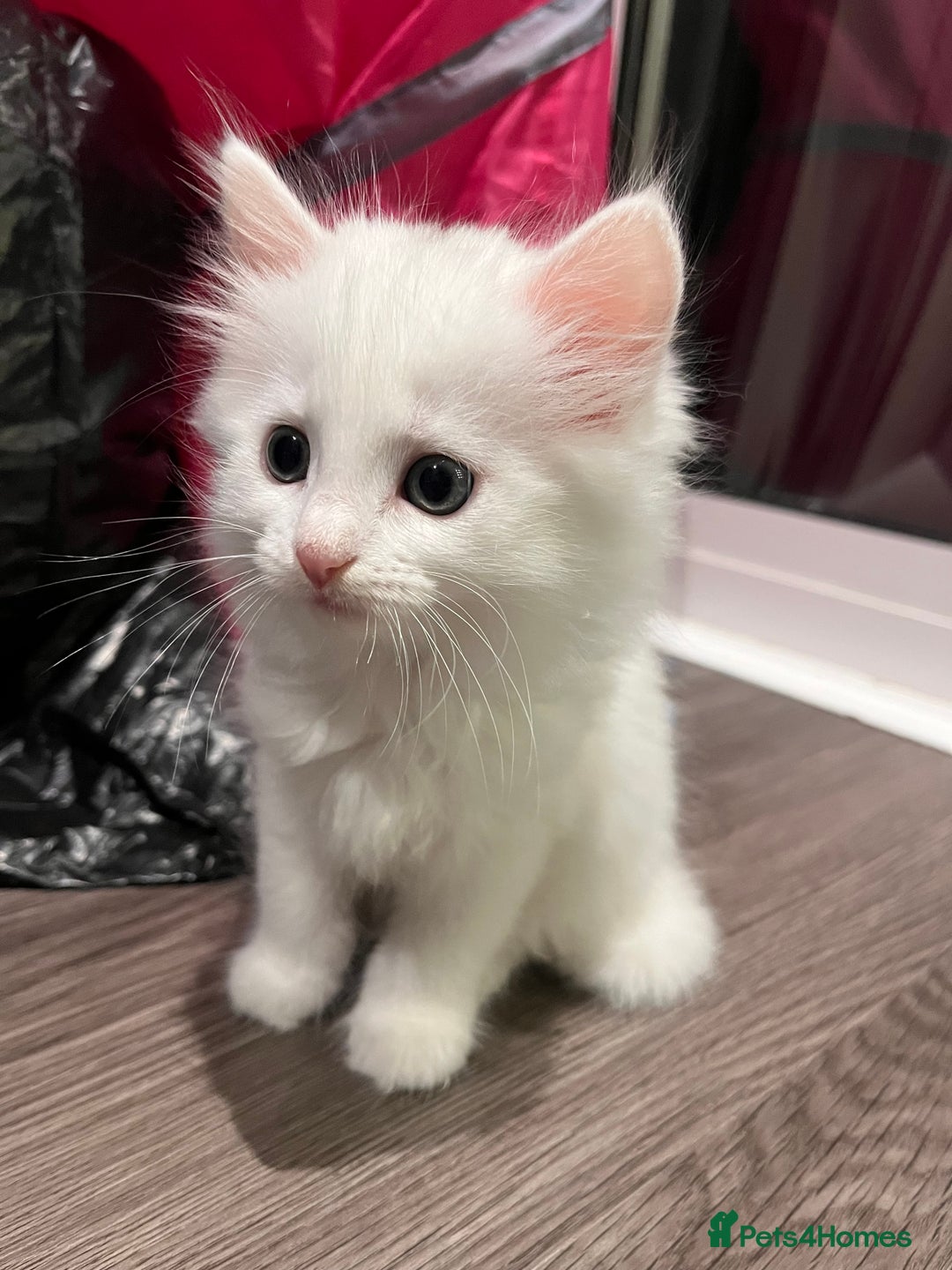 Mixed Breed cats for sale: White kitten friendly  - Image 3