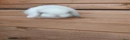 Mini Lop rabbits for sale: Purebred mini lop babies - Advert 8