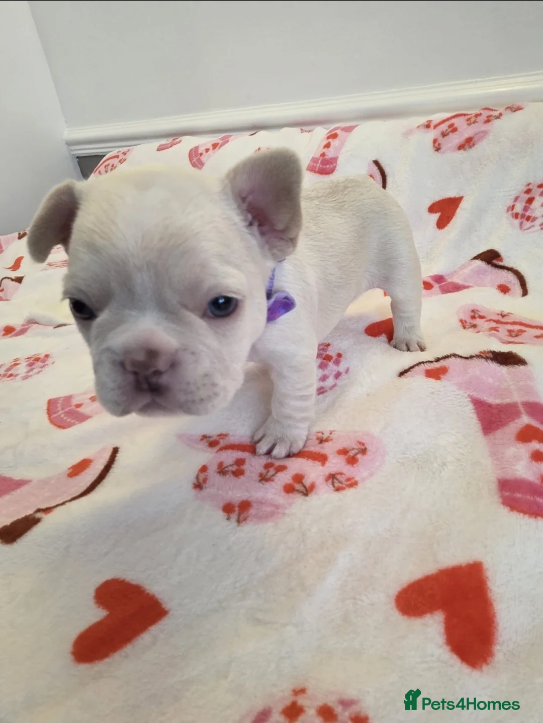 French Bulldog dogs for sale: Beautiful Frenchie puppies - Advert 19