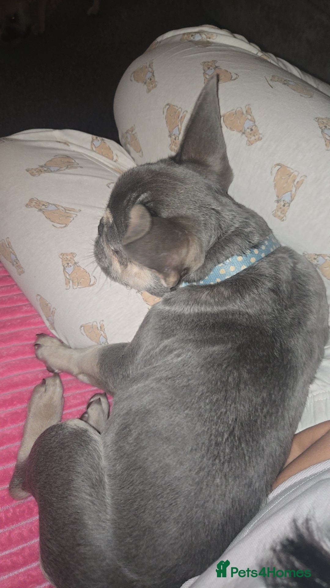French Bulldog dogs for sale: Male lilac French bulldog  - Advert 4