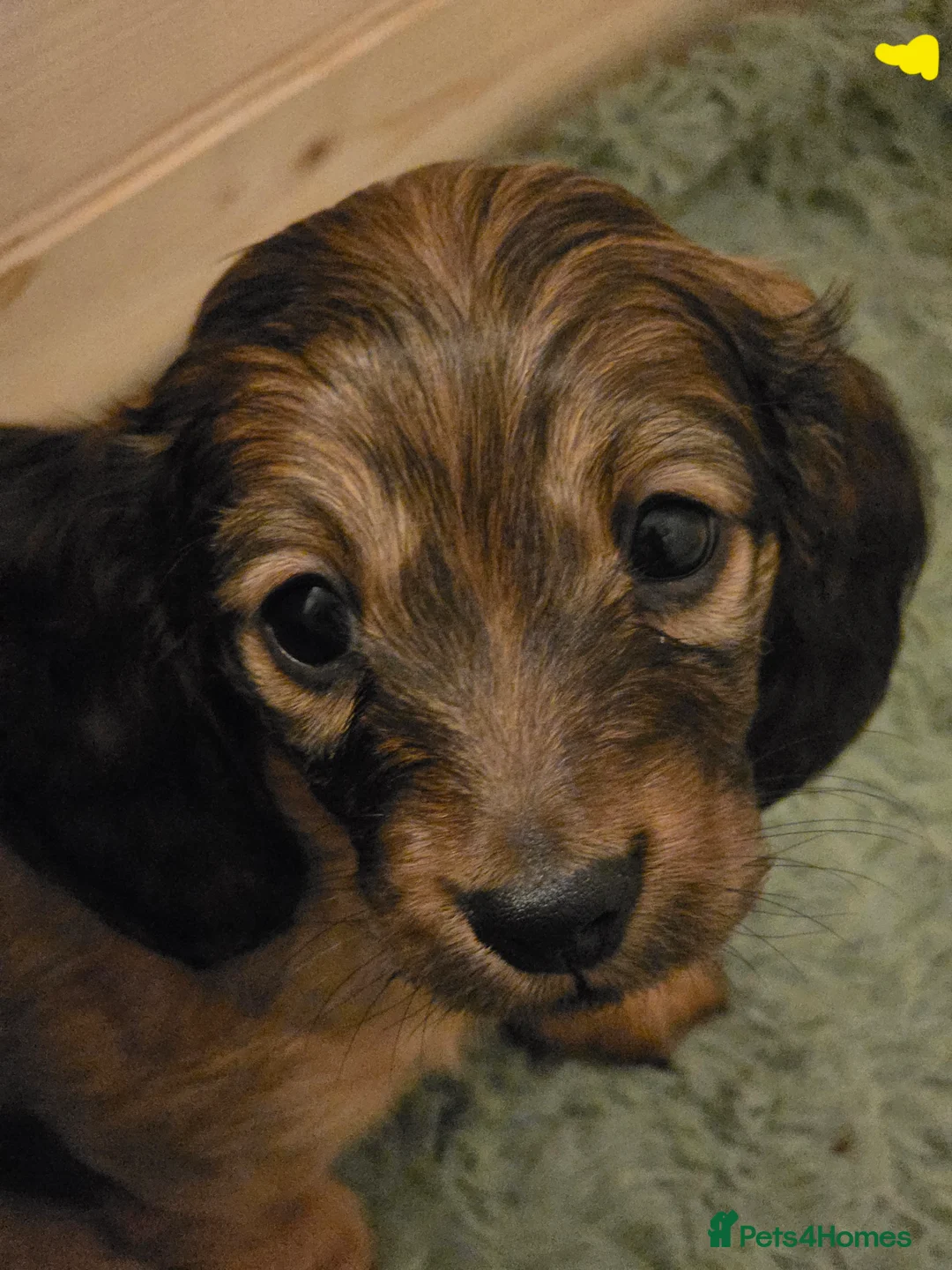Miniature Dachshund dogs for sale: Viewings available this weekend, Longhaired  - Advert 26