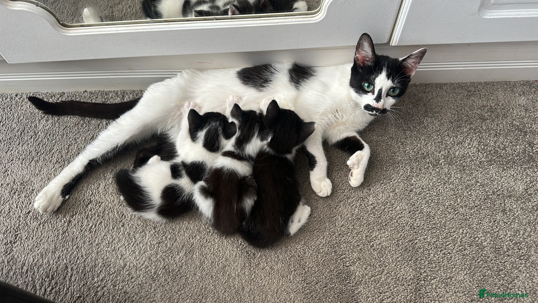 Mixed Breed cats 3 kittens for sale - 2 are rare polydactyl  - Advert 1