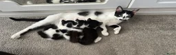 Mixed Breed cats for sale: 3 kittens for sale - 2 are rare polydactyl  - Advert 1