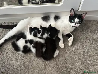 Mixed Breed cats 3 kittens for sale - 1 LEFT (2 rare polydactyl) - Advert 1